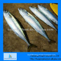 Frozen fresh mackerel seafood